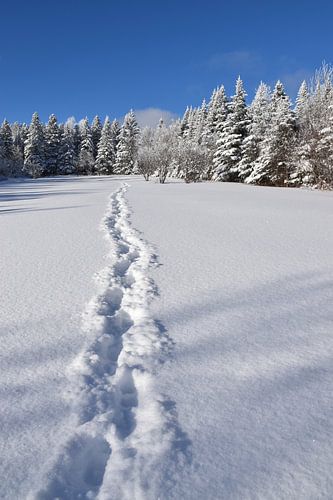 Empreintes de pas dans un champ en hiver