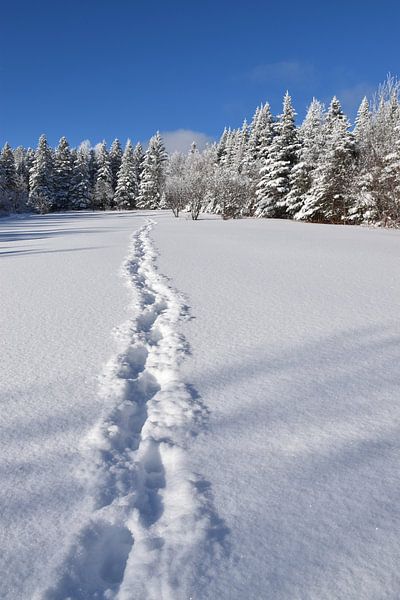 Footprints in a field in winter by Claude Laprise