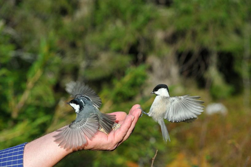 Coal Tit and Willow Tit by Karin Jähne