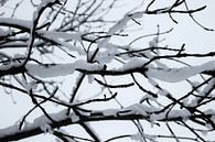 Sneeuw bedolven takken van Jasper van Dijken thumbnail
