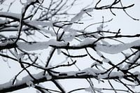 Sneeuw bedolven takken