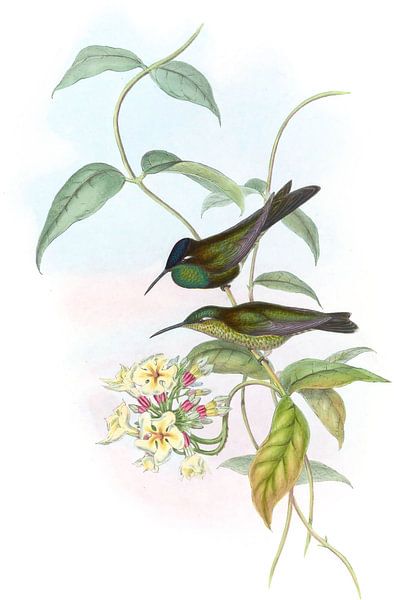 Otero briljant, John Gould van Hummingbirds