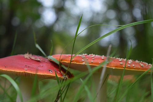 Herbst in den Niederlanden