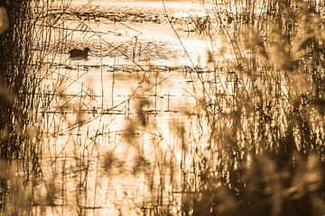 Meerkoet in het laatste licht van Danny Slijfer Natuurfotografie