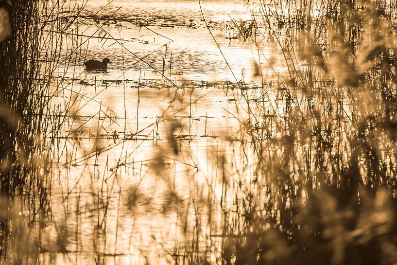 Common coot in the last light by Danny Slijfer Natuurfotografie
