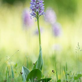 Orchidee van Elbert-Jan Achterberg