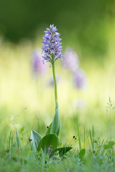 Orchidee van Elbert-Jan Achterberg