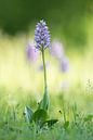 Orchidee van Elbert-Jan Achterberg thumbnail