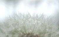 Bloemen 'Soft White'