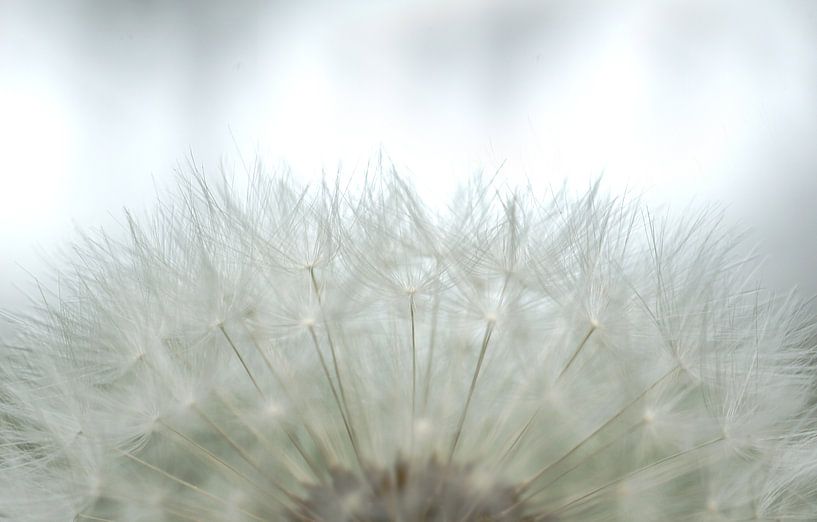 Fleurs 'Soft White' (blanc doux) par Greetje van Son