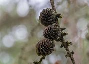 Pine cones with a nice background bokeh by Ingrid Aanen thumbnail