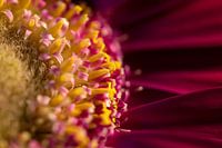 Purple gerbera