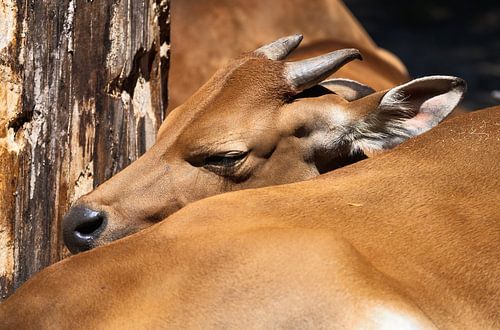 Portret van een Banteng rund