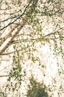 Birch leaves in the wind