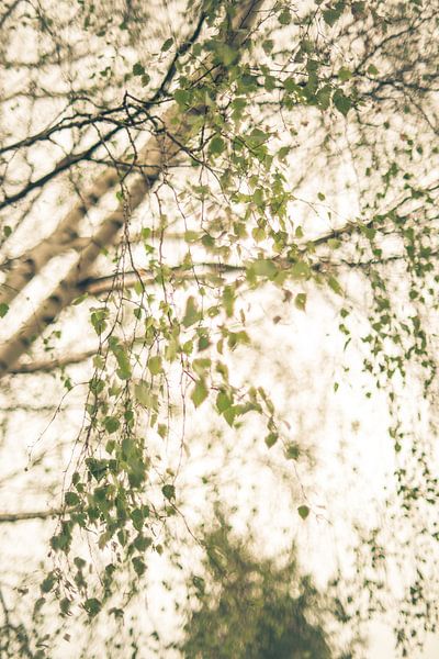 Birkenblätter im Wind von Regina Steudte | photoGina