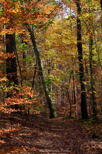 Buche von Thomas Jäger