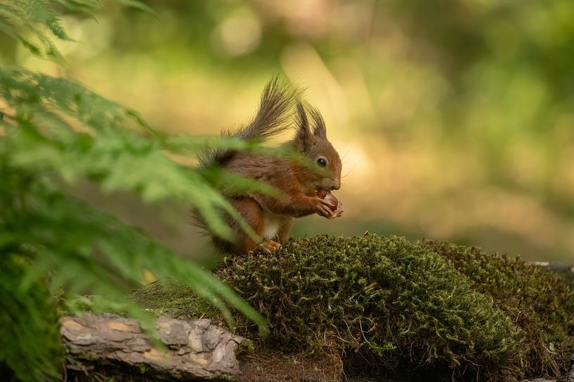 Écureuil dans la forêt par Tanja van Beuningen