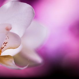 Witte orchidee met paarse achtergrond van Mike Attinger