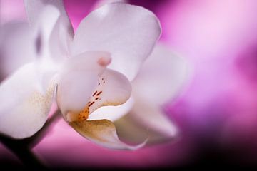 Witte orchidee met paarse achtergrond