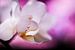 Witte orchidee met paarse achtergrond van Mike Attinger