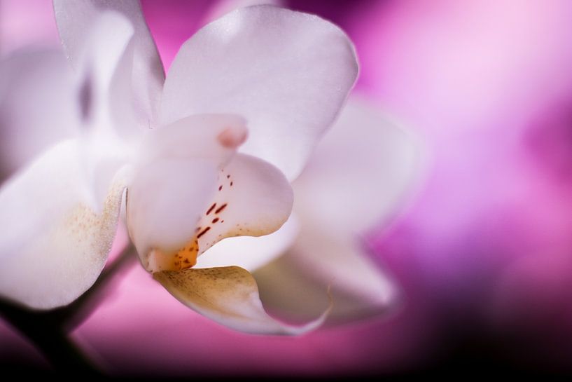 Witte orchidee met paarse achtergrond by Mike Attinger