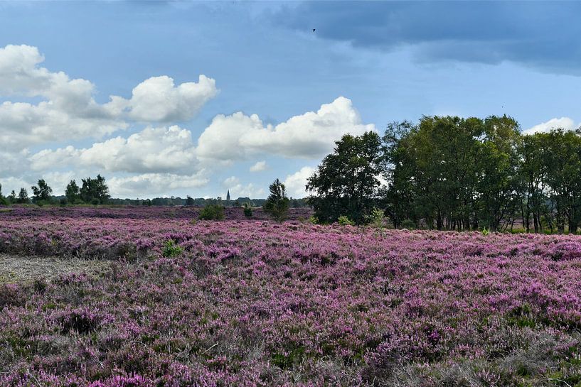 Heathland by Jeannette Penris