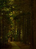 Laatste licht
