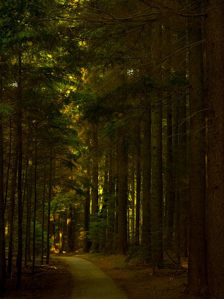 Laatste licht van Wendy Drent