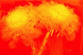 Helleborus in ice in orange