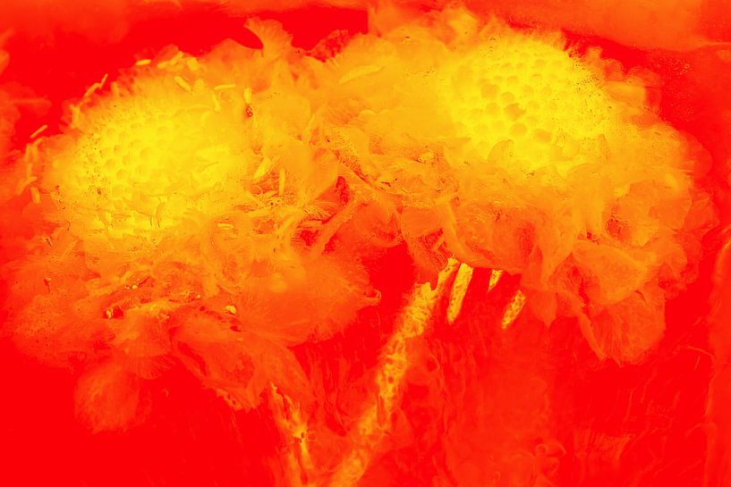 Helleborus in ijs in oranje van Marc Heiligenstein