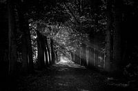 Lichtstrahlen im Mastbos (schwarz-weiß)