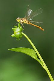 Heidelibel rouge brique sur fleur sur Jeroen Stel