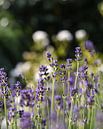 Lavendel von Jasmijn Otten Miniaturansicht