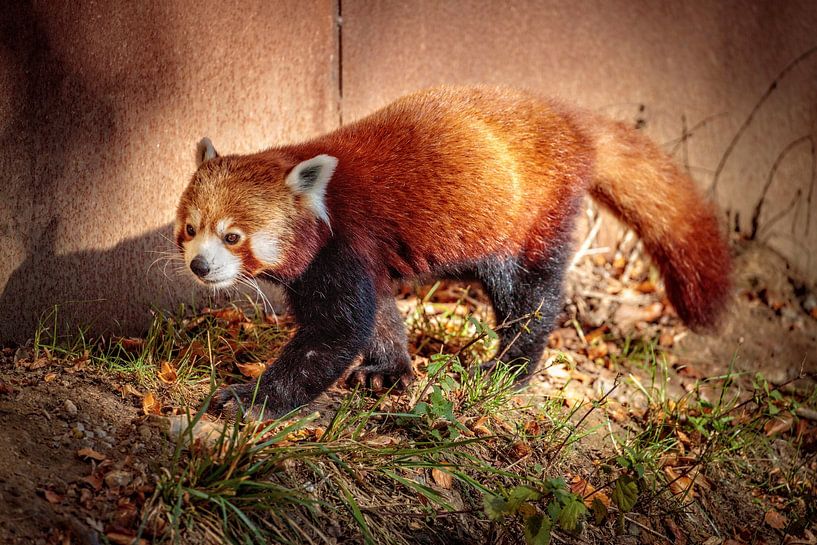 Roter Panda von Rob Boon