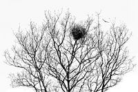 Tree of Life or ...