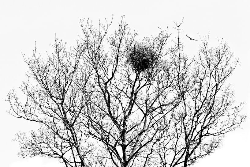 Tree of Life or ... by Jaap van der Toorn