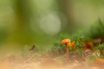 Paysage avec mini champignon sur Maaike Munniksma