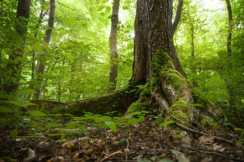 Roots of an old tree overgrown with moss and ivy in a natural deciduous forest, mystic fairy landsca