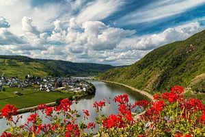 Vue du Burg Metternich sur la Moselle