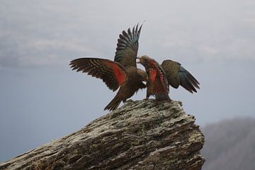 King of the hill by Robbert Bouwsma