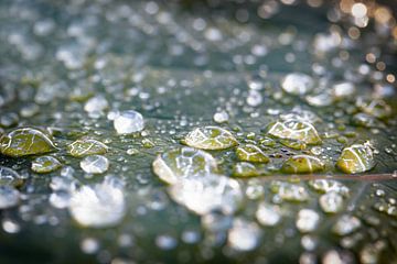 Nasse Schildkröten von Jan van der Knaap