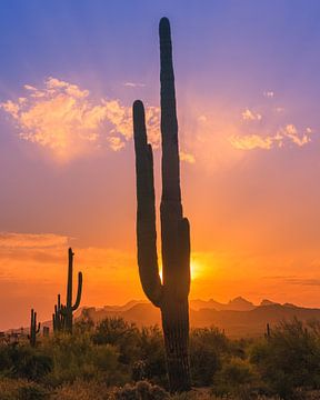 Saguaro Cactus bij zonsondergang in Lost Dutchman State Park van Henk Meijer Photography