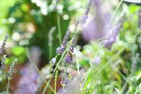 Honey bee on lavender flowers
