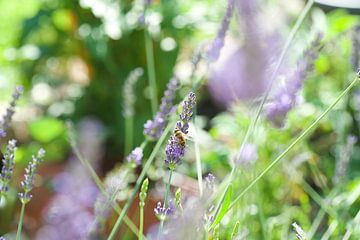 Honey bee on lavender flowers by Bart van Wijk Grobben