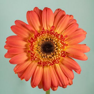 Gewoon een bloem! van Marjolijn van den Berg