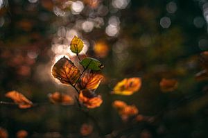Feuilles d'automne à la lumière du soleil sur Florian Kunde