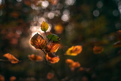Herfstbladeren in het zonlicht