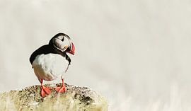 Papegaaiduikers op de rotsen van Catalina Morales Gonzalez