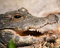 Crocodile