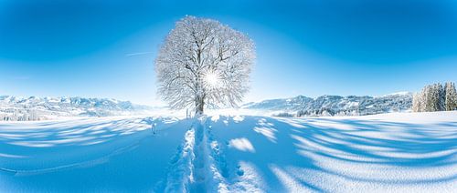 Wittelsbacher Höhe met linde in de winter met de Allgäuer Alpen en verse sneeuw